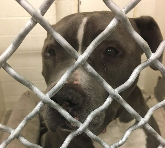 有洋蔥《知道被拋棄後流淚的狗狗》到底能不能有快樂的結局呢(´；ω；`) 