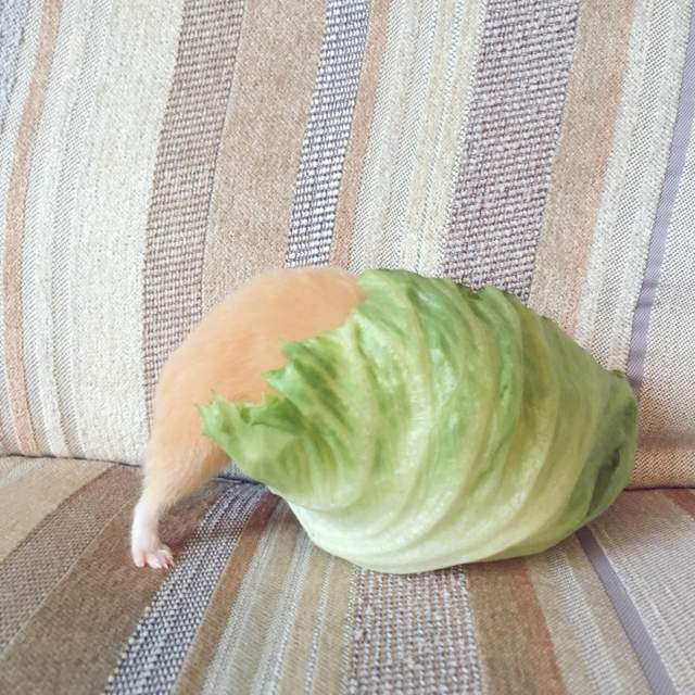 《與生菜奮鬥的黃金鼠》吃飯的樣子也太努力了吧（笑）