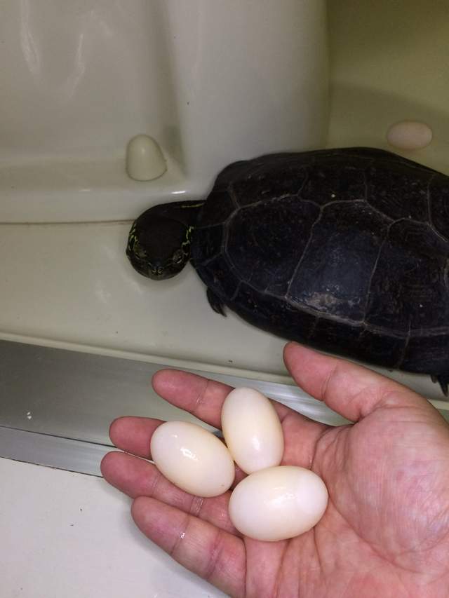 每年慣例《初音烏龜2017年下蛋記》想吃烏龜蛋請自行索取……