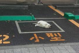 直接投降《佔據停車場的喵星人》請問...可以把車位讓給我嗎(*´∀`)~♥ 直接投降《佔據停車場的喵星人》請問...可以把車位讓給我嗎(*´∀`)~♥