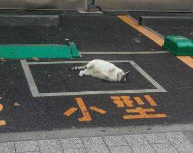 直接投降《佔據停車場的喵星人》請問...可以把車位讓給我嗎(*´∀`)~♥ 直接投降《佔據停車場的喵星人》請問...可以把車位讓給我嗎(*´∀`)~♥