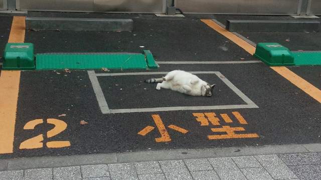 直接投降《佔據停車場的喵星人》請問...可以把車位讓給我嗎(*´∀`)~♥ - 圖片1