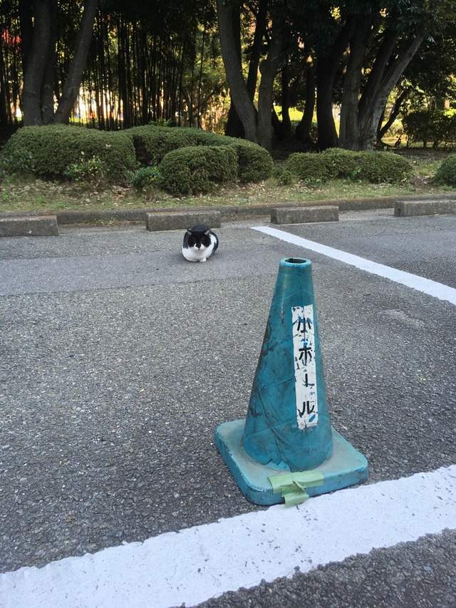 直接投降《佔據停車場的喵星人》請問...可以把車位讓給我嗎(*´∀`)~♥ - 圖片3