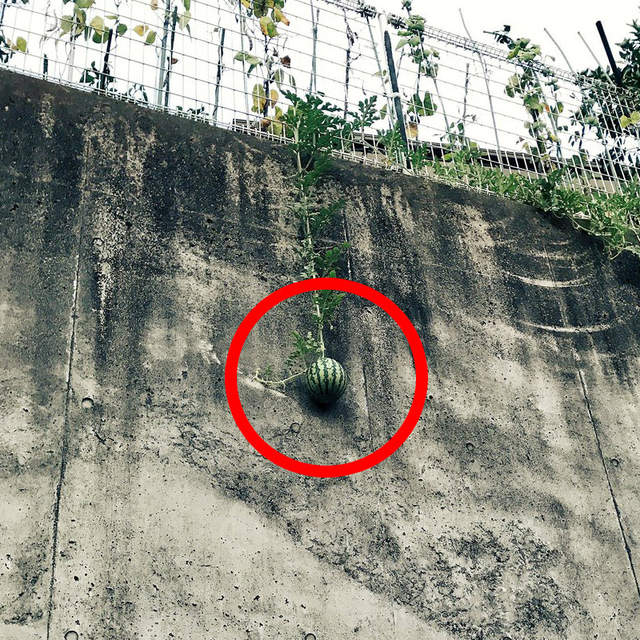 《長歪的西瓜》吊在那邊就像心懸在那邊啊啊~好想救這些西瓜喔 《長歪的西瓜》吊在那邊就像心懸在那邊啊啊~好想救這些西瓜喔