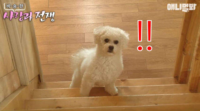 狗界八點檔《發現老公與閨蜜外遇的比熊犬》死老頭你竟然給我劈腿