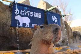 一泡湯就入定《水豚長時間泡澡對決》圖片影片傻傻分不清 一泡湯就入定《水豚長時間泡澡對決》圖片影片傻傻分不清