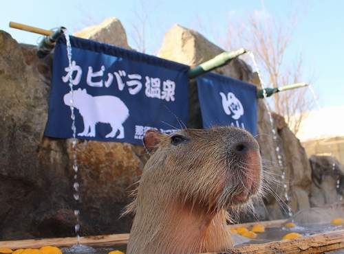 一泡湯就入定《水豚長時間泡澡對決》圖片影片傻傻分不清 一泡湯就入定《水豚長時間泡澡對決》圖片影片傻傻分不清