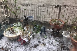 《東京午後狂下巨大冰雹》夾雜狂風打雷還以為要世界末日了... 《東京午後狂下巨大冰雹》夾雜狂風打雷還以為要世界末日了...