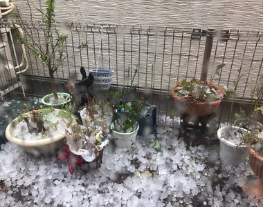 《東京午後狂下巨大冰雹》夾雜狂風打雷還以為要世界末日了... 《東京午後狂下巨大冰雹》夾雜狂風打雷還以為要世界末日了...