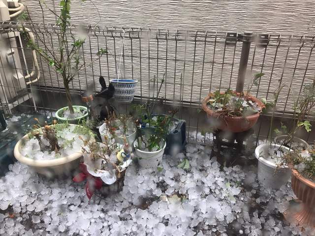 《東京午後狂下巨大冰雹》夾雜狂風打雷還以為要世界末日了...