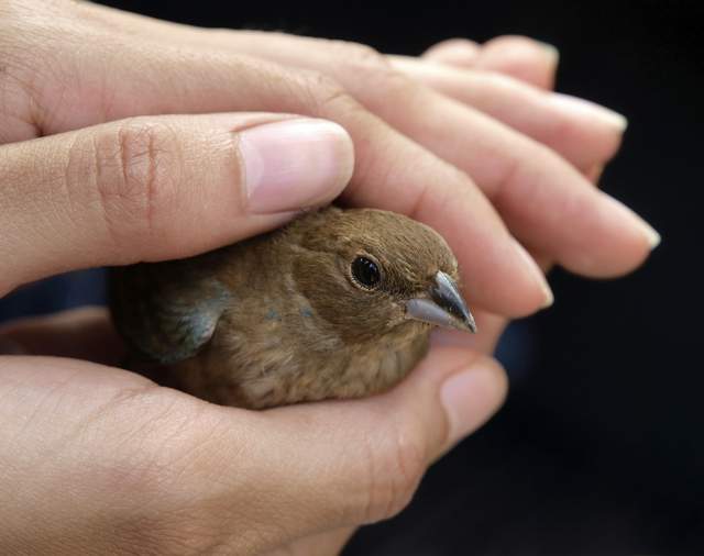《那些吵了100年的網路謠言》人類撿起的小鳥真的會被母鳥拋棄嗎？