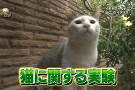 旅遊節目炎上《實驗小黃瓜嚇貓被罵虐待動物》一不小心會嚇出病來啊…… 旅遊節目炎上《實驗小黃瓜嚇貓被罵虐待動物》一不小心會嚇出病來啊……