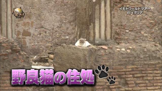 旅遊節目炎上《實驗小黃瓜嚇貓被罵虐待動物》一不小心會嚇出病來啊…… - 圖片2