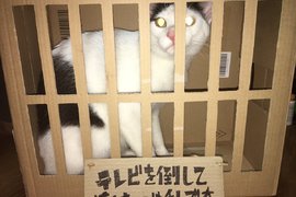 趣聞《不知悔改的喵星人》貓奴懲罰做錯事的喵~判定入獄 喵星人兩分鐘後逃獄XDDD 趣聞《不知悔改的喵星人》貓奴懲罰做錯事的喵~判定入獄 喵星人兩分鐘後逃獄XDDD