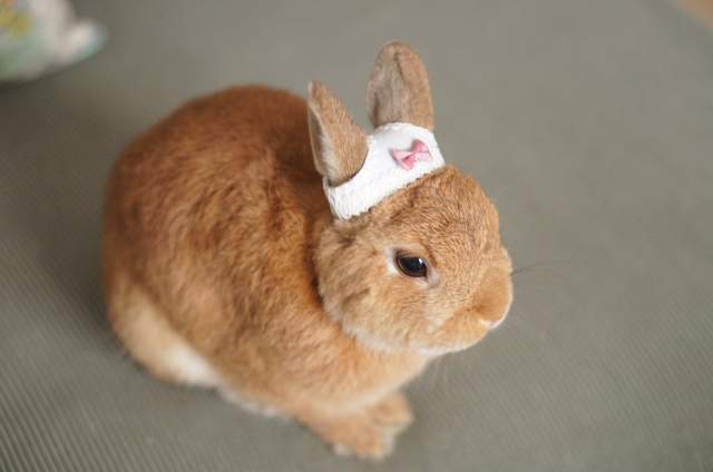 一點都不變態《頭戴內褲的兔兔》簡直超可愛啊(〃∀〃)