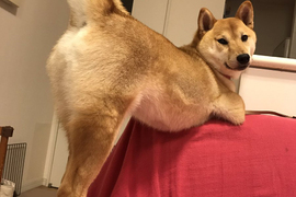 《柴犬的性感寫真》還真是超乎想像的色氣啊♥ 《柴犬的性感寫真》還真是超乎想像的色氣啊♥