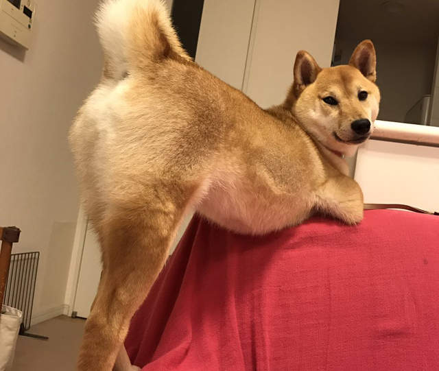 《柴犬的性感寫真》還真是超乎想像的色氣啊♥ 《柴犬的性感寫真》還真是超乎想像的色氣啊♥
