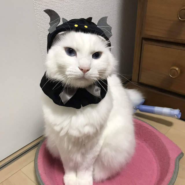 《萬聖節貓咪頭套》喵星人心不甘情不願戴上頭套過節囉ww