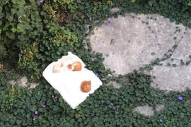 從天而降貓樂園《棉被從陽台墜落的結果》這下想救回棉被都很難惹... 從天而降貓樂園《棉被從陽台墜落的結果》這下想救回棉被都很難惹...