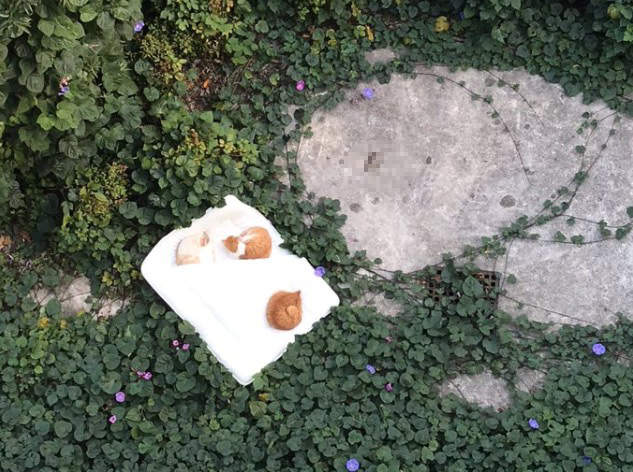 從天而降貓樂園《棉被從陽台墜落的結果》這下想救回棉被都很難惹...
