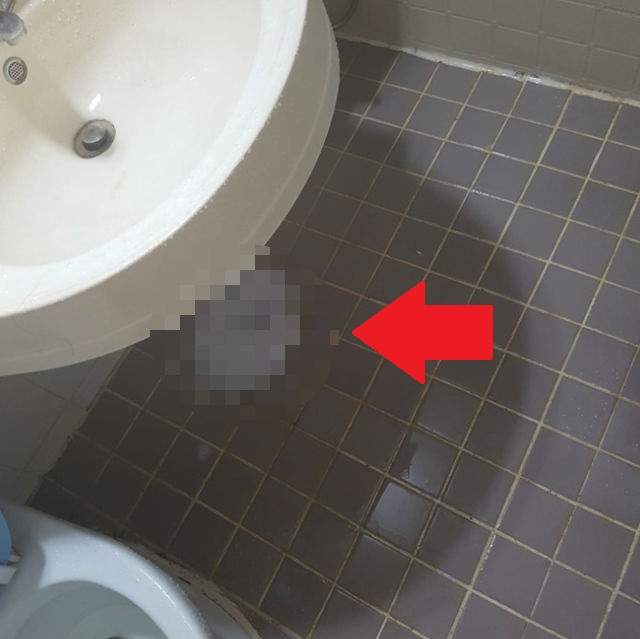 《只有十分鐘壽命的小白狗》看到本尊後沒鼻酸反而讓眾人爆笑ㅋㅋ 《只有十分鐘壽命的小白狗》看到本尊後沒鼻酸反而讓眾人爆笑ㅋㅋ