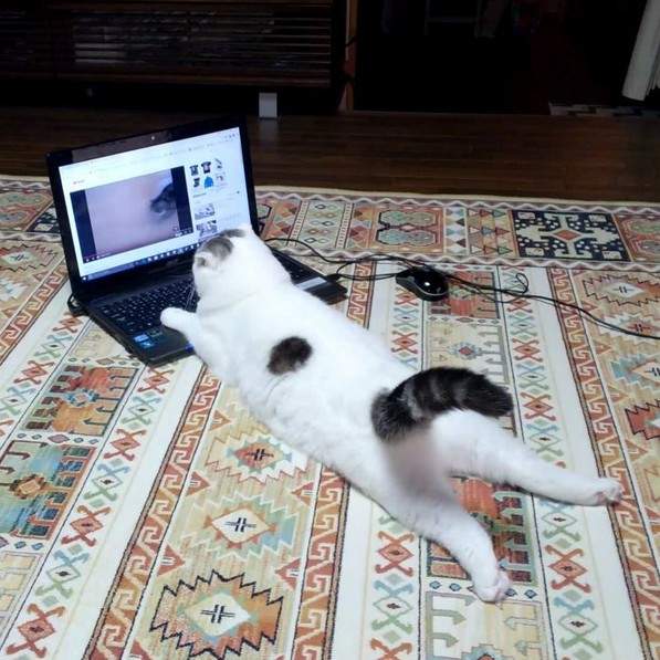 《喵的勒趴著看youtube》kuso人生一瞬之光系列 《喵的勒趴著看youtube》kuso人生一瞬之光系列