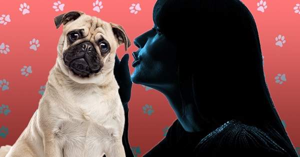 reddit上討論《如果能跟寵物聊天一分鐘》猜猜看飼主想跟寵物說什麼? reddit上討論《如果能跟寵物聊天一分鐘》猜猜看飼主想跟寵物說什麼?