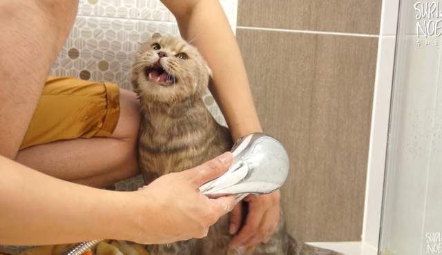 不捨又療癒《第一次洗澡的貓》叫破喉嚨也沒人來救你的