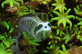 超謎海洋生物《熊貓骷髏海鞘》連正式名稱都不明的可愛生物引發瘋傳 超謎海洋生物《熊貓骷髏海鞘》連正式名稱都不明的可愛生物引發瘋傳