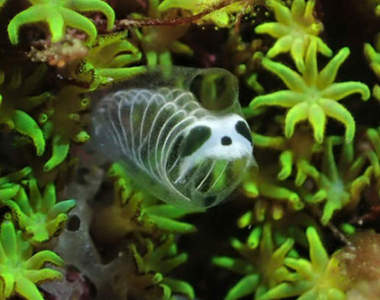 超謎海洋生物《熊貓骷髏海鞘》連正式名稱都不明的可愛生物引發瘋傳 超謎海洋生物《熊貓骷髏海鞘》連正式名稱都不明的可愛生物引發瘋傳