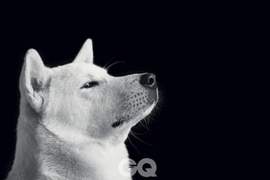 太崇拜狗狗《珍島犬教成員殺死小孩》來自屋頂的恐怖教派 太崇拜狗狗《珍島犬教成員殺死小孩》來自屋頂的恐怖教派
