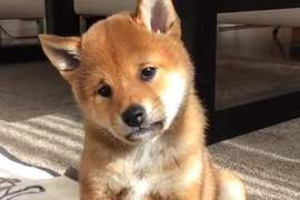 《憂鬱臉柴犬》眉頭深鎖 苦著一張臉的樣子~好想讓人抱抱牠 《憂鬱臉柴犬》眉頭深鎖 苦著一張臉的樣子~好想讓人抱抱牠