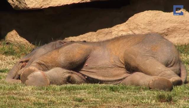 只不過是《小象睡死在地上》結果動物園派超多人力來救援w