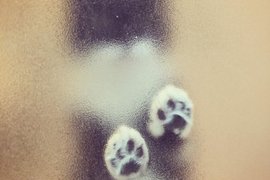 《貓咪貼在浴室的毛玻璃上》喵星人貼上去就特別可愛啊~ 《貓咪貼在浴室的毛玻璃上》喵星人貼上去就特別可愛啊~