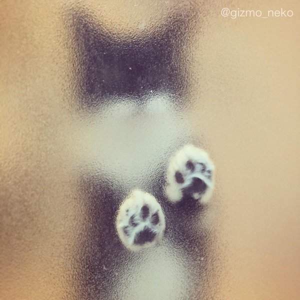 《貓咪貼在浴室的毛玻璃上》喵星人貼上去就特別可愛啊~ 《貓咪貼在浴室的毛玻璃上》喵星人貼上去就特別可愛啊~