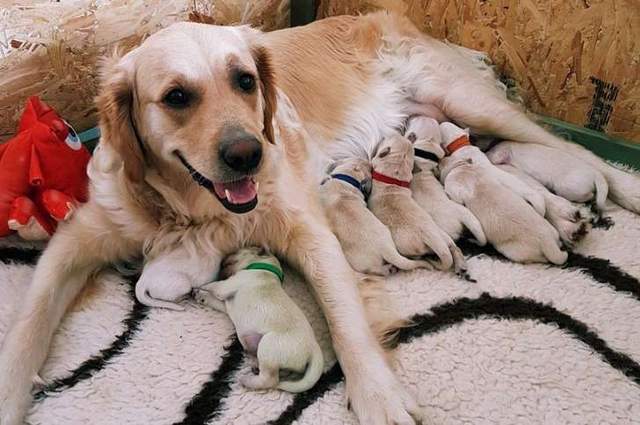 主人求救《我家的狗生出了綠色的孩子！》然後就是歪樓的開始