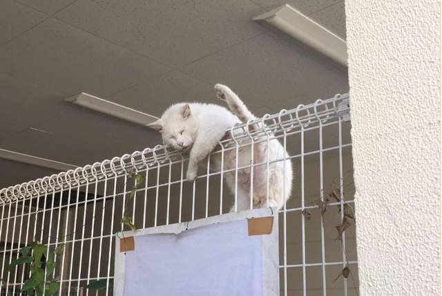 該不會是體操系《睡在欄杆上的貓》好高難度的睡姿阿