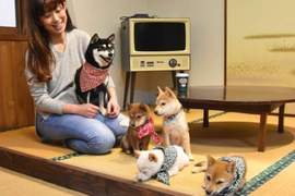 日本首間《豆柴咖啡廳》開幕 滿滿阿柴陪你提前迎接狗年的到來❤ 日本首間《豆柴咖啡廳》開幕 滿滿阿柴陪你提前迎接狗年的到來❤