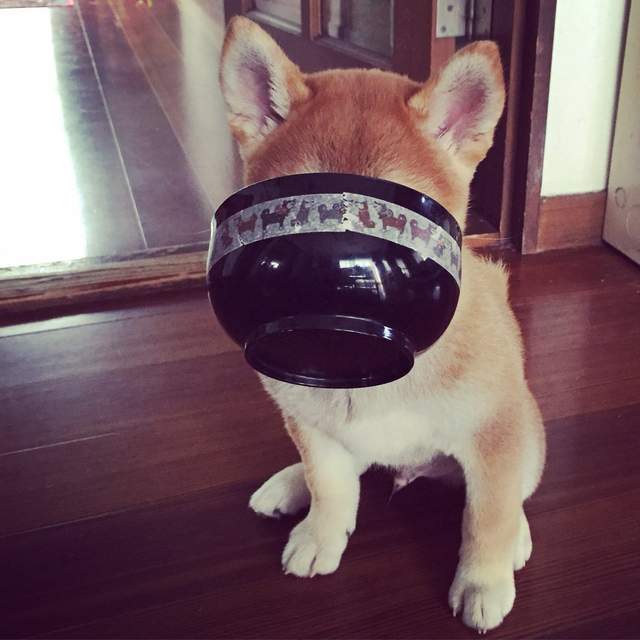 《絕對不能給狗狗吃的食物》超毒的巧克力以外還有這些也都NG