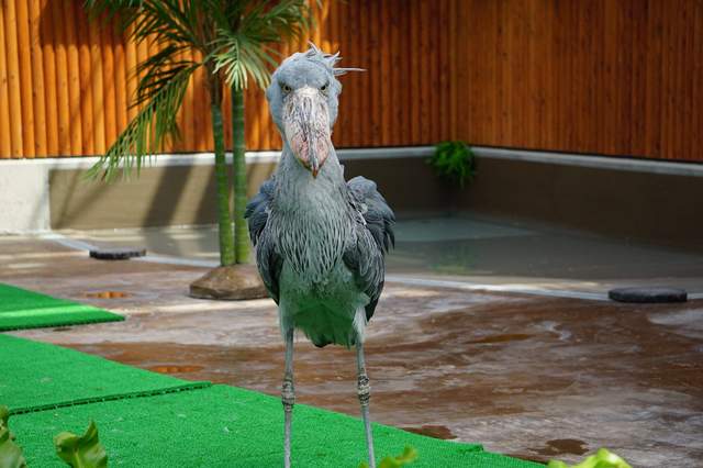 《不知道怎麼吃魚的鯨頭鸛》看了好令人著急啊....