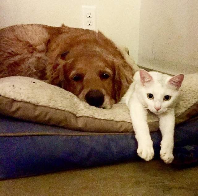 《黃金獵犬扶養迷路小貓長大》結果像是養出了兩隻狗(笑) 《黃金獵犬扶養迷路小貓長大》結果像是養出了兩隻狗(笑)