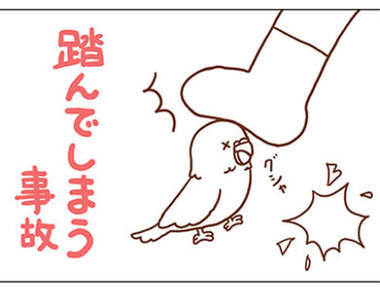 飼主注意《鸚鵡的死亡意外》和人類一起生活的小動物其實暴露在危險之中... 飼主注意《鸚鵡的死亡意外》和人類一起生活的小動物其實暴露在危險之中...