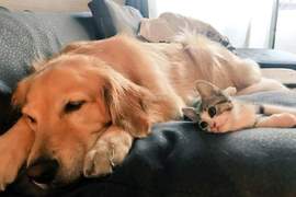 《黃金獵犬こまち與小貓タビ的超有愛日常》體型差實在太萌啦❤ 《黃金獵犬こまち與小貓タビ的超有愛日常》體型差實在太萌啦❤