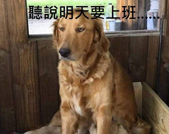 Snapchat捕捉《寵物珍奇畫面》啪兔 聽說明天要上班了呢(眼神死) Snapchat捕捉《寵物珍奇畫面》啪兔 聽說明天要上班了呢(眼神死)