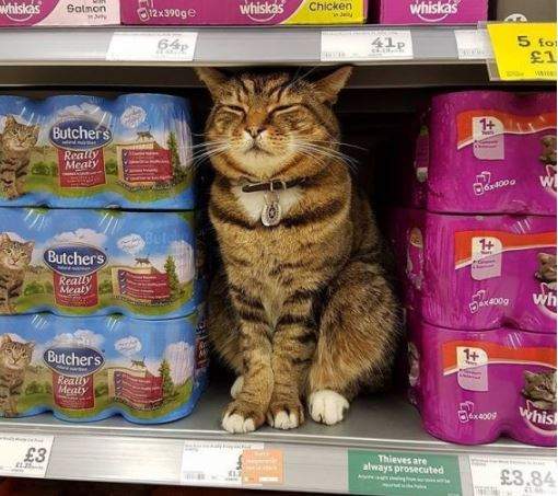 每天都來巡邏《超市魚冰箱的守護神》離世時依然很威風