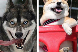《柴犬的基因最接近狼》柴柴飼主:你是認真的嗎? 《柴犬的基因最接近狼》柴柴飼主:你是認真的嗎?