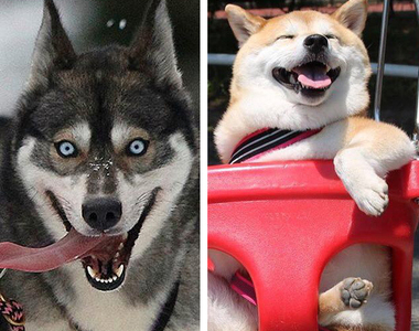 《柴犬的基因最接近狼》柴柴飼主:你是認真的嗎? 《柴犬的基因最接近狼》柴柴飼主:你是認真的嗎?