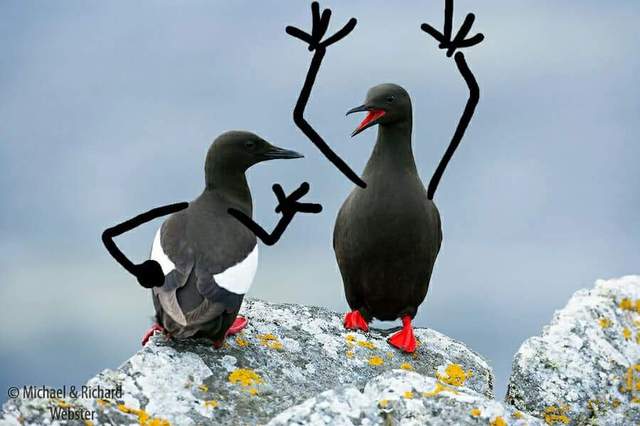 《替鳥加手手》莫名很百搭的各種手勢喜感十足