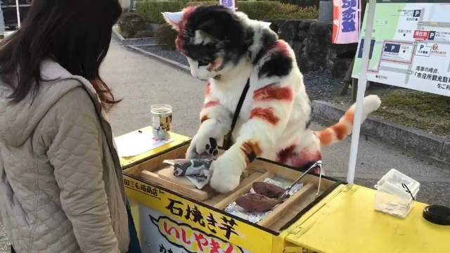 日本鳥取《貓咪賣烤地瓜》喵～來買熱呼呼的烤地瓜唷～