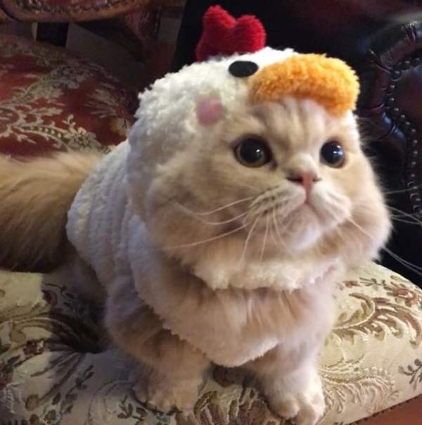 有著超可愛松尾鼠的《小步舞曲貓Bell》不到一歲就是明星寵物呢（抱）